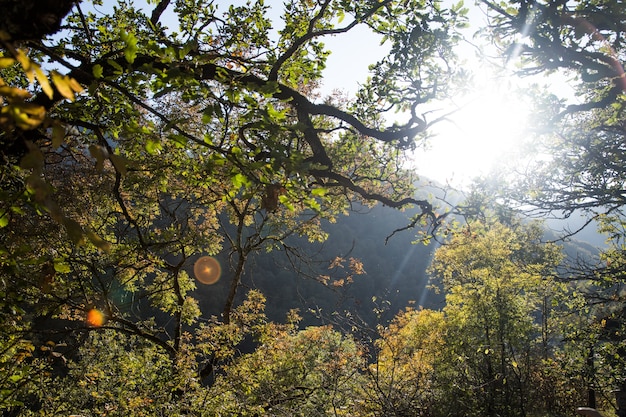 Albero nella foresta durante il giorno