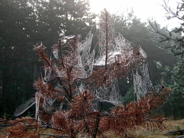 A tree in the forest is abundantly covered with cobwebs in the dew