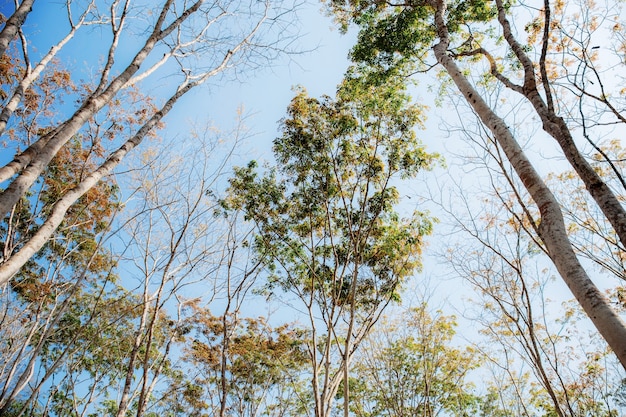 空の森の木。