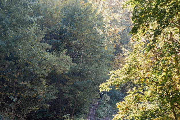 A tree in a forest with light and flies in air