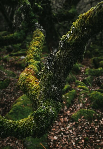 A tree in the forest with moss on it