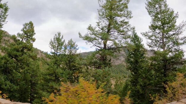 Photo a tree in the forest with the mountains in the background