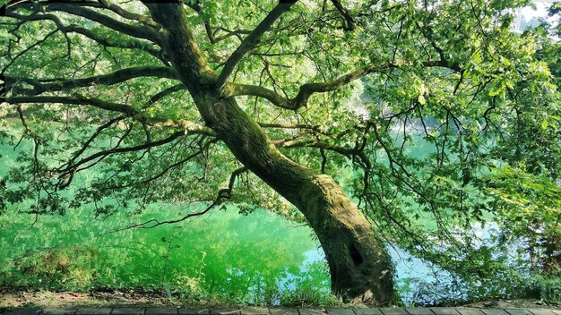 Tree in forest