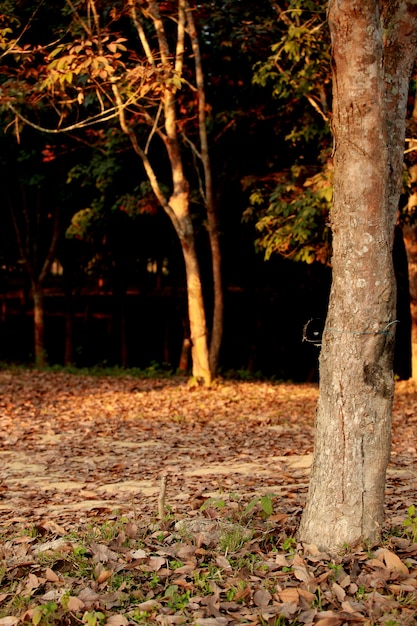 Foto albero in una foresta