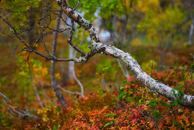 Tree in forest