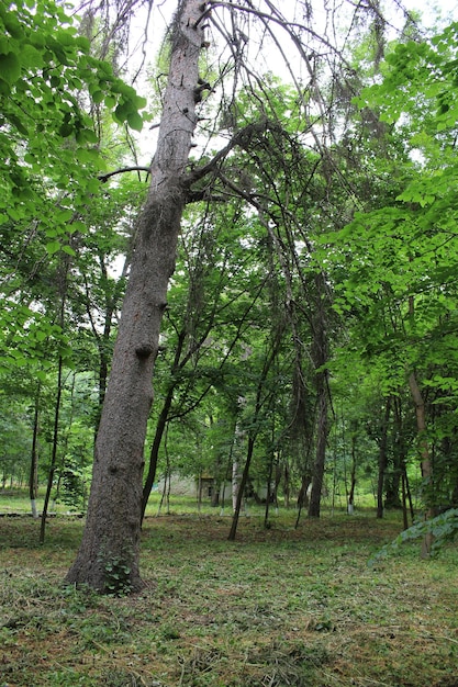 A tree in a forest