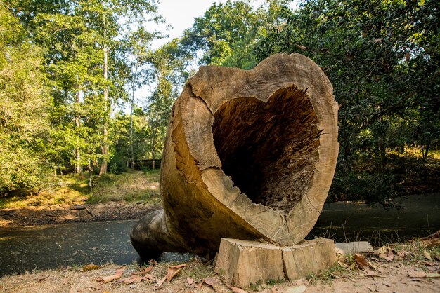 Tree in the form of heart