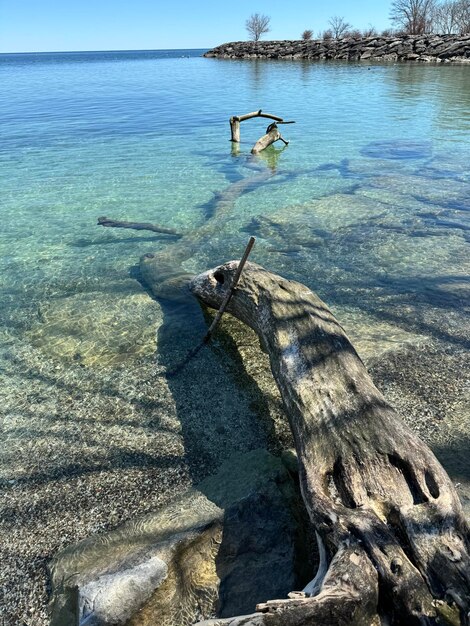 Фото Фрагменты деревьев из воды морской пейзаж с скалами голубая морская вода скалы под водой