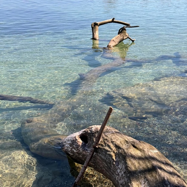 Tree fragments from water Sea landscape with rocks Blue sea water Rocks under water