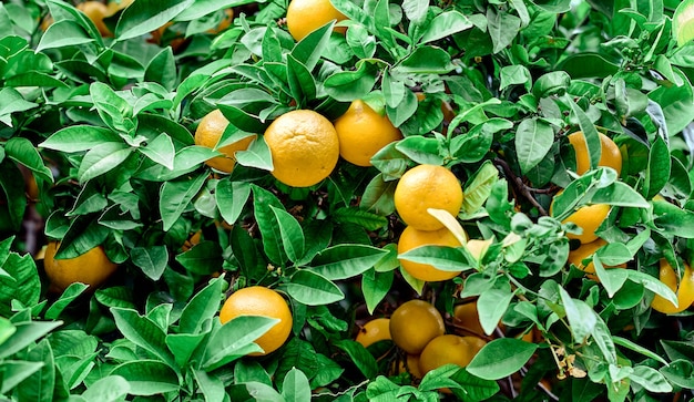 Дерево свежих желтых спелых лимонов на ветвях лимонного дерева в зеленом саду. Фото высокого качества