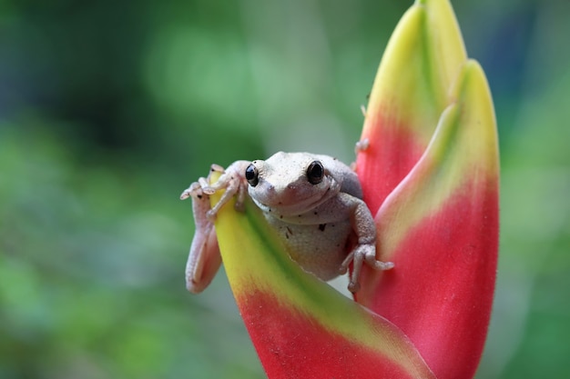 tree frog among the green leaves