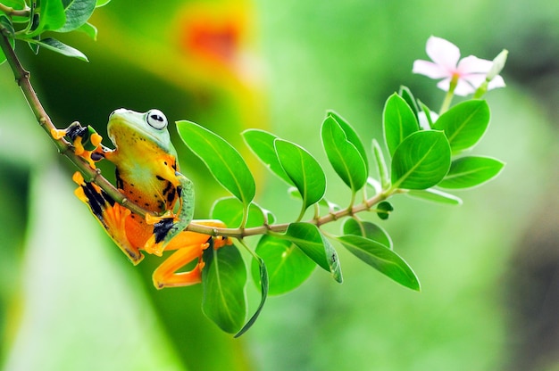 tree frog on a leaf tree frog frog flying frog