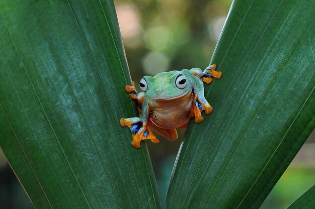 葉の上のアマガエルアマガエルカエル飛んでいるカエル