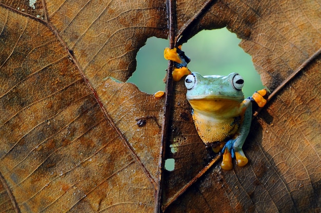 a tree frog on a leaf a tree frog frog