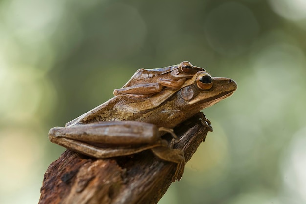 Tree frog on nature place