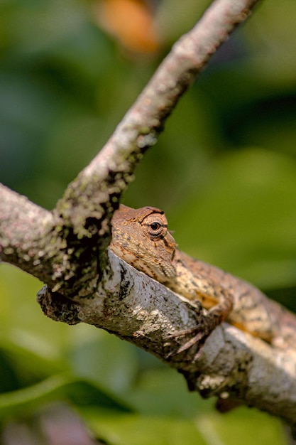 A tree frog sits on a branch in the garden.