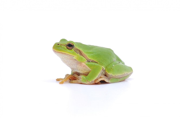 Tree frog sitting