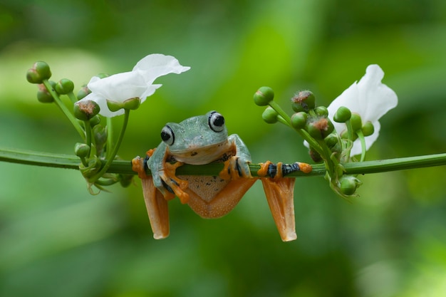 Foto raganelle flying frog seduto su un ramo