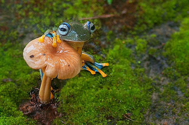 날아가는 청개구리 버섯 옆에 앉아있는 개구리