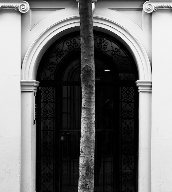 The tree in front of the door series
