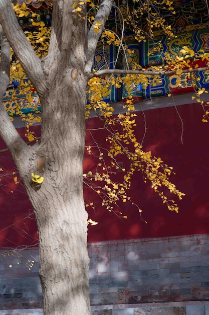 A tree in front of a red wall with a chinese sign behind it.