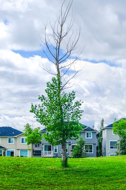 Tree in front of residential houses in suburb