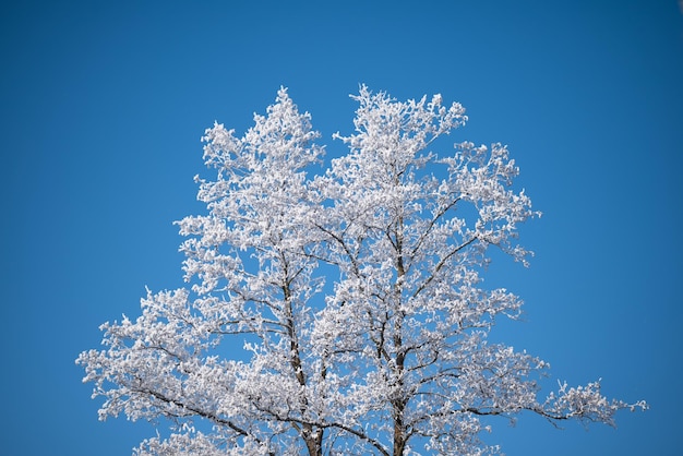 Tree in frost and snow against blue sky background Cold winter frost on the branches of a tree