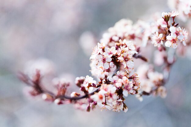 Tree in full bloom in early Spring.