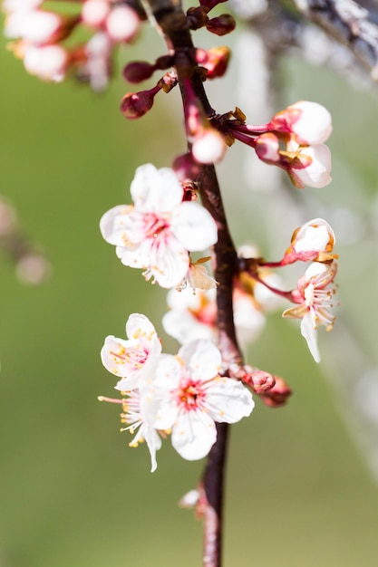 Albero in piena fioritura all'inizio della primavera.