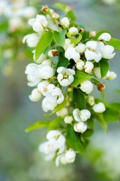 Tree in full bloom in early Spring.