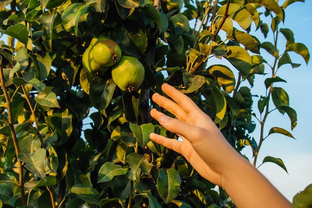 Foto albero pieno di mela cotogna verde nel giardino mano maschio raccoglie mele cotogne nel giardino mani degli agricoltori con mele cotogne appena raccolte