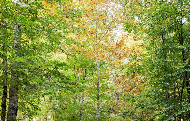 Tree full of leaves starting to turn yellow