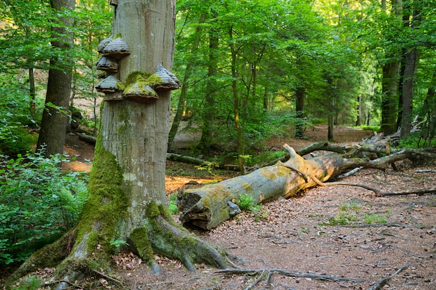 緑の森の木の菌類