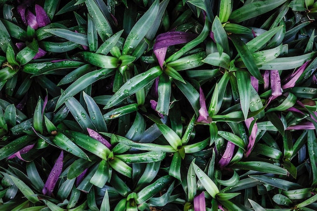 Tree in the garden Leaves 