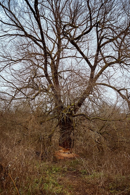 Tree gnawed by beavers