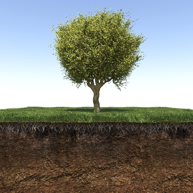 дерево на траве и кусок почвы под ним, 3D рендеринг