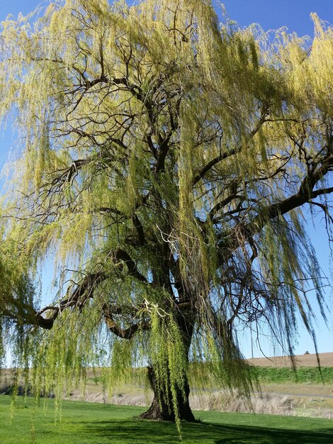 Photo tree on grassy field