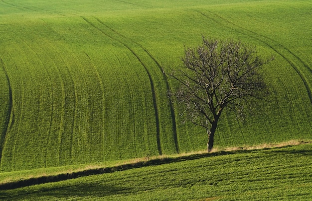 Tree on green field in Moravia. Beautiful nature. Rural scene.