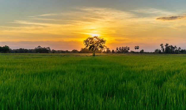 緑の野原と田舎の夕日の木