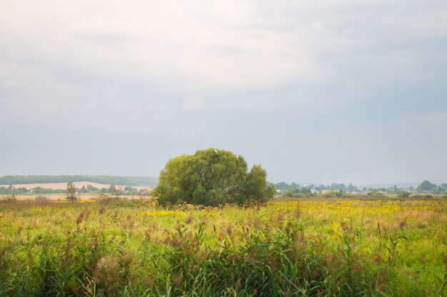 Tree in a green field