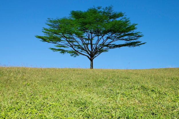 Tree and green grass field with blue sky background.