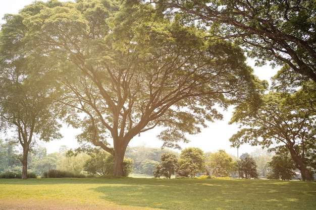 Tree on green grass landscape with sunlight