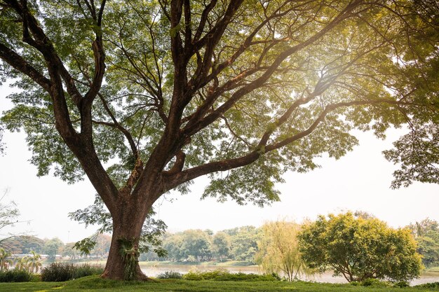 Tree on green grass landscape with sunlight