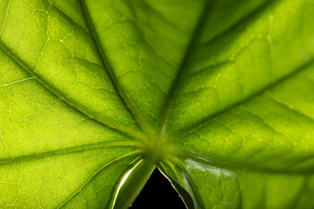 Tree green leaf close up