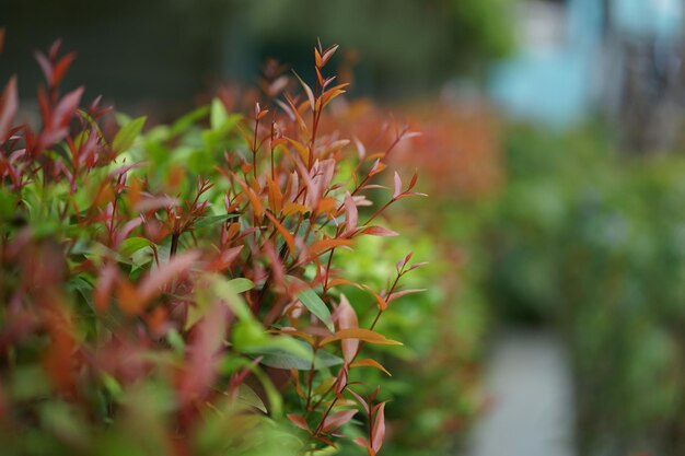 Tree and green leaf with blur background.