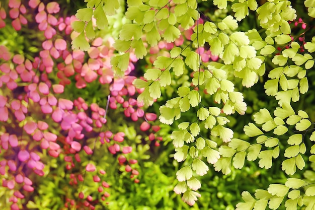 Tree green leaves and pink leaves in background with sunlight behind.