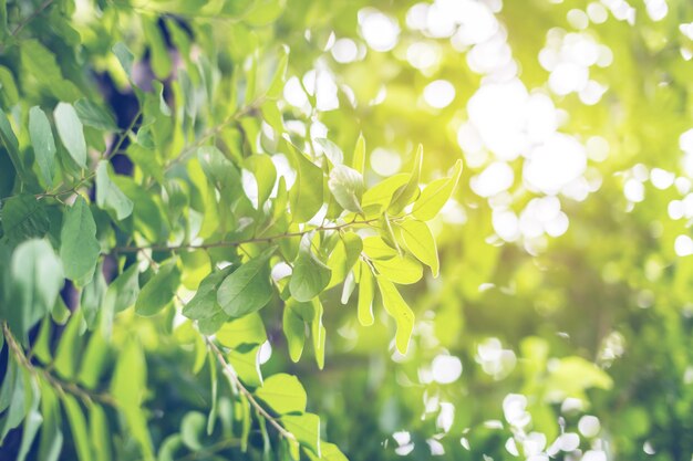 tree Green leaves on white background