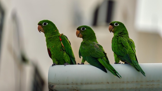 写真 木の緑のオウム