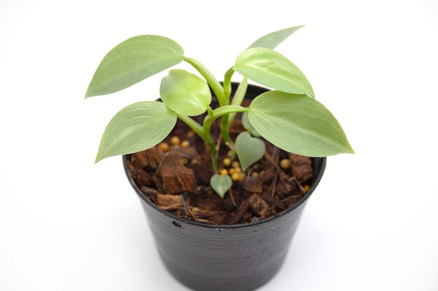 나무 녹색 philodendron hastatum 은검