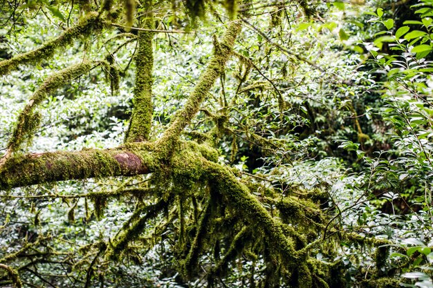 Tree grove of the nature forest